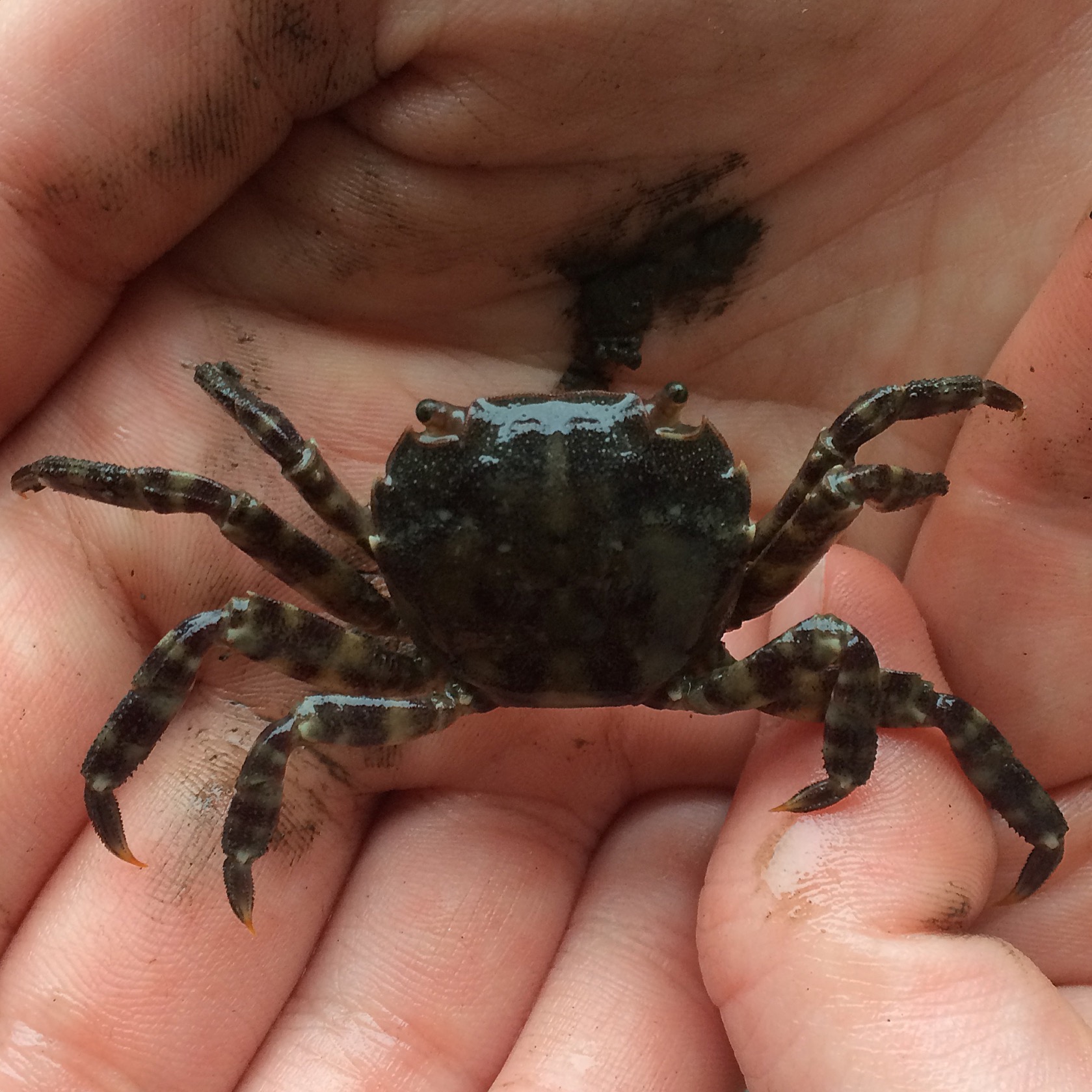 pacific shore crab in person's hand